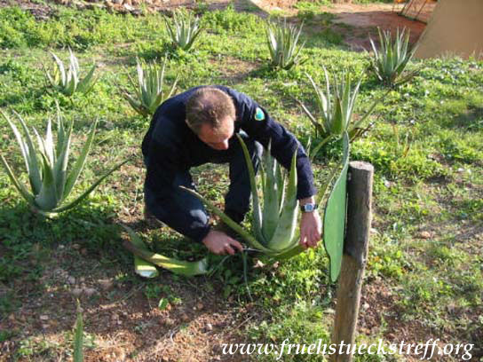 Aloe vera Plantage bei La Casita Verde, Ibiza